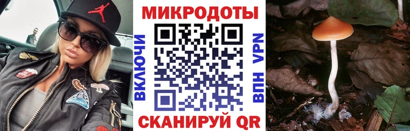 где можно купить наркотик  Хилок  Галлюциногенные грибы MAGIC MUSHROOMS 